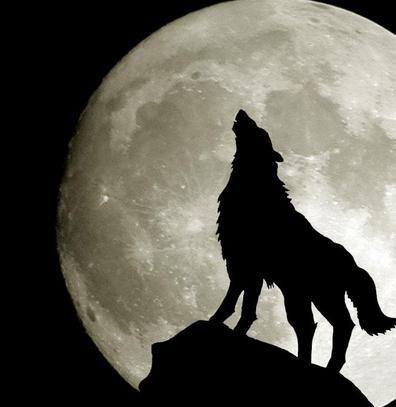 狼与狗的故事