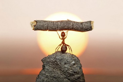 小蚂蚁的故事